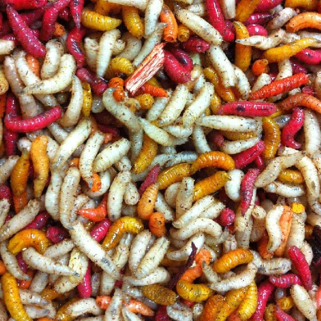 Top 10 ๐ฏ Willy Worms 1/2 Gallon Mixed Maggots -1 Week Old ๐ 2 Willy Worms 1/2 Gallon Mixed Maggots -1 Week Old