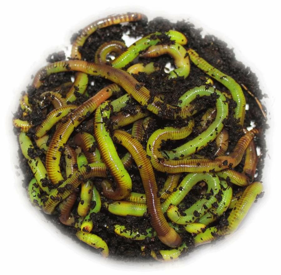 Wholesale ๐ Willy Worms 40g Bright Green Dendrobaenas Live Bait ๐งจ 3 Willy Worms 40g Bright Green Dendrobaenas Live Bait
