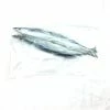 Willy Worms Blueys (Pacific Saury) Dead Bait Fishing Bait