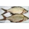 Willy Worms Bream Large 2 Pack