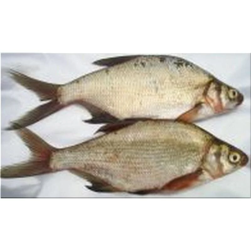 Best reviews of ๐ Willy Worms Bream Large 2 Pack ๐ 1 Willy Worms Bream Large 2 Pack