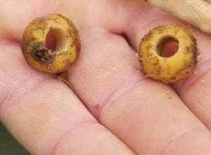 Wholesale โจ Carp & Barbel Carp Spirit - Boilie Drill ๐ 2 Carp & Barbel Carp Spirit - Boilie Drill