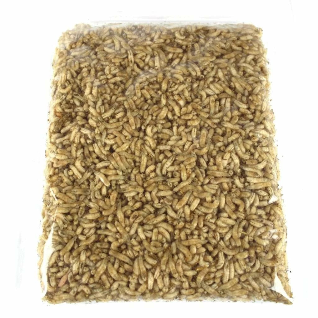 Promo โค๏ธ Willy Worms Dead Maggots 1 Pint ๐ 3 Willy Worms Dead Maggots 1 Pint