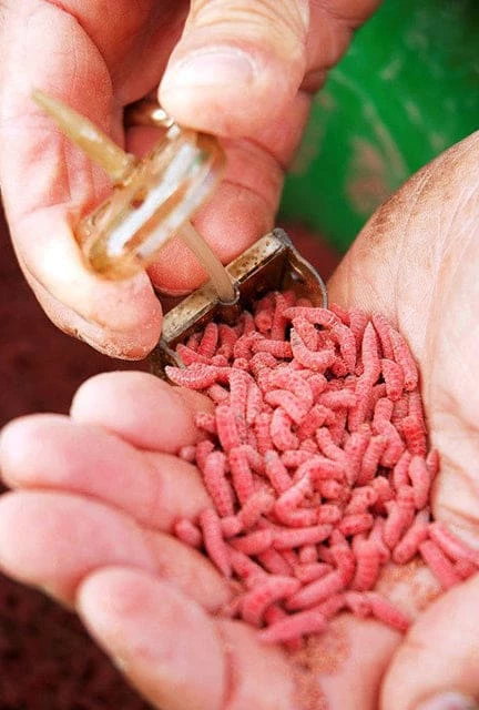 Hot Sale ๐ Drennan Bolt Rig Feeder โ๏ธ 2 Drennan Bolt Rig Feeder