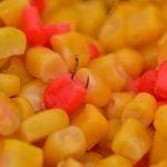 Brand new โญ Fishing Bait Dynamite Baits - Frenzied Flavoured Sweetcorn ๐คฉ 3 Fishing Bait Dynamite Baits - Frenzied Flavoured Sweetcorn