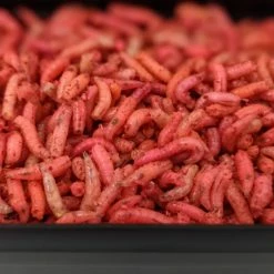 Willy Worms Fluro Maggots Live Bait