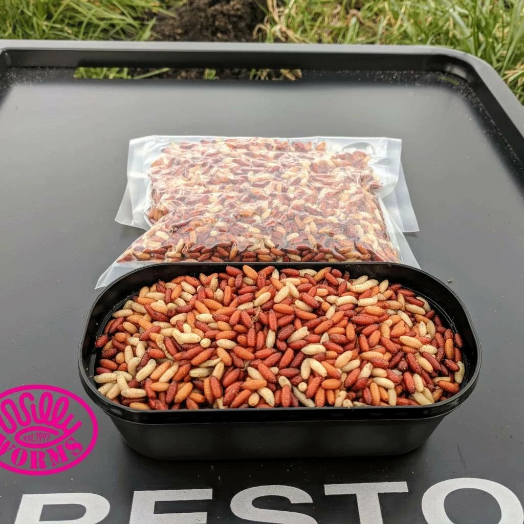 Best Pirce โค๏ธ Willy Worms Fresh Casters 1 Pint ๐ 9 Willy Worms Fresh Casters 1 Pint