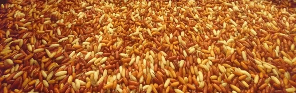 Best Pirce โค๏ธ Willy Worms Fresh Casters 1 Pint ๐ 10 Willy Worms Fresh Casters 1 Pint