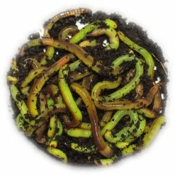 Willy Worms Green Worm Fluorescent Nutrient 30g