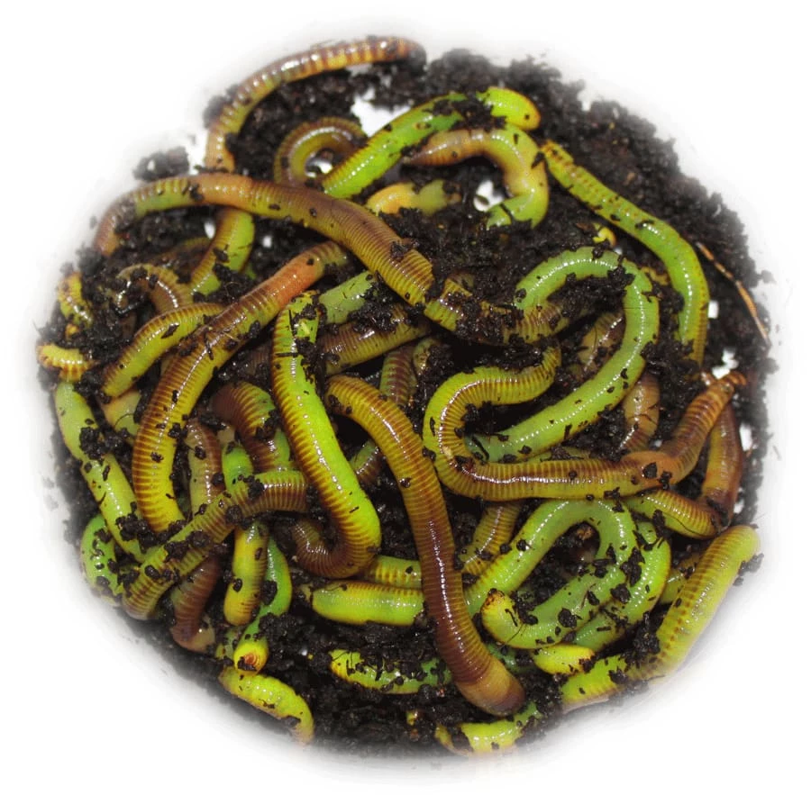Brand new ๐ Willy Worms Green Worm Fluorescent Nutrient 30g โจ 2 Willy Worms Green Worm Fluorescent Nutrient 30g