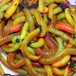 Brand new ๐ Willy Worms Green Worm Fluorescent Nutrient 30g โจ 5 Willy Worms Green Worm Fluorescent Nutrient 30g