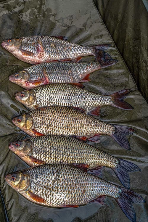 Best deal โ Korum Supa Lite Fast Mat - XL Carp & Barbel ๐ 2 Korum Supa Lite Fast Mat - XL Carp & Barbel