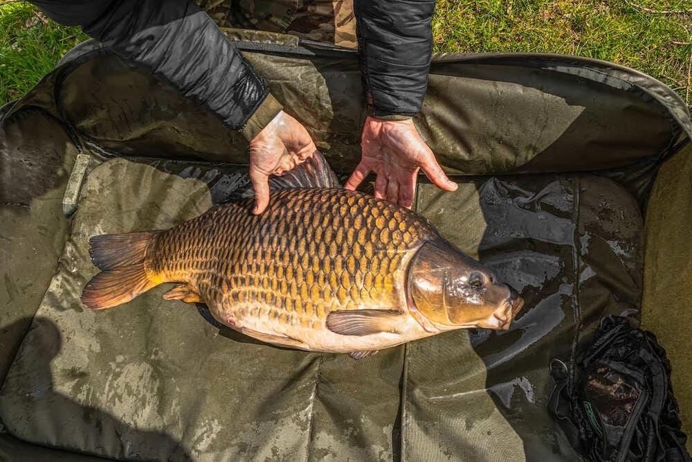 Best deal โ Korum Supa Lite Fast Mat - XL Carp & Barbel ๐ 5 Korum Supa Lite Fast Mat - XL Carp & Barbel