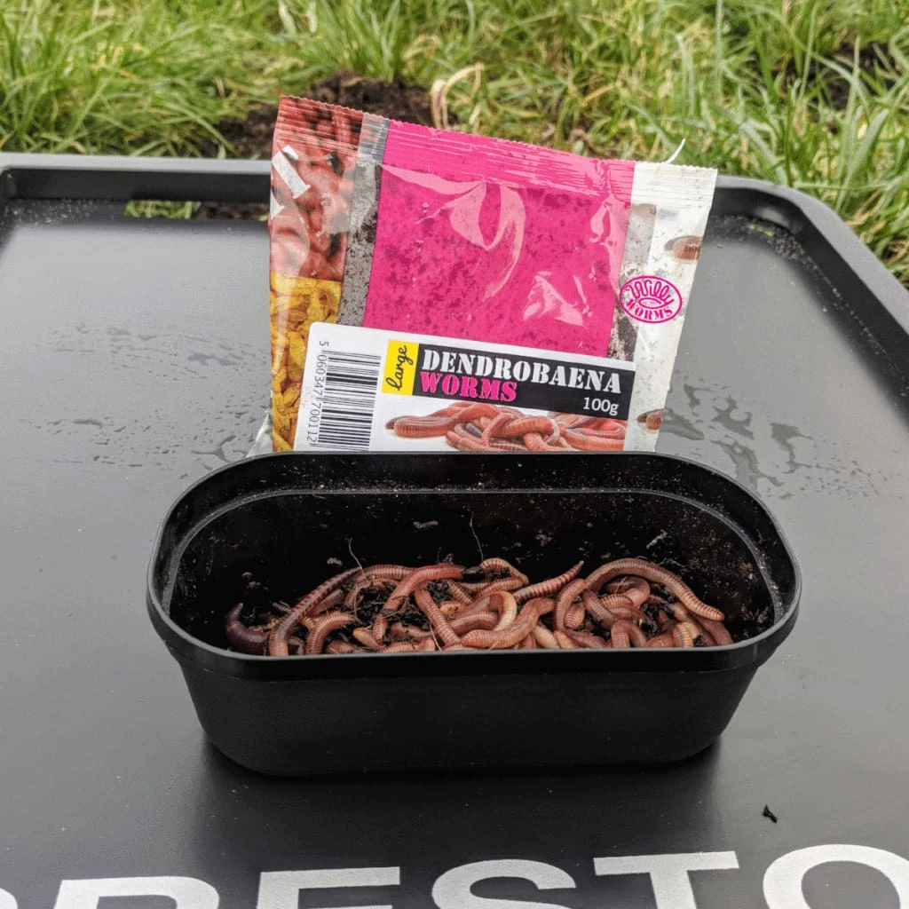 Brand new ๐ฅ Willy Worms Live Bait Large Dendrobaenas ๐ 3 Willy Worms Live Bait Large Dendrobaenas