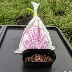 Brand new ๐ฅ Willy Worms Live Bait Large Dendrobaenas ๐ 11 Willy Worms Live Bait Large Dendrobaenas