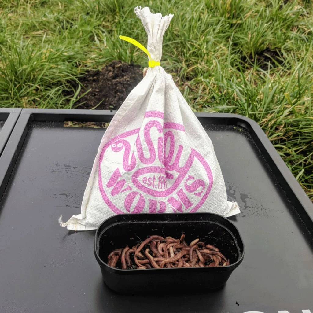 Brand new ๐ฅ Willy Worms Live Bait Large Dendrobaenas ๐ 5 Willy Worms Live Bait Large Dendrobaenas
