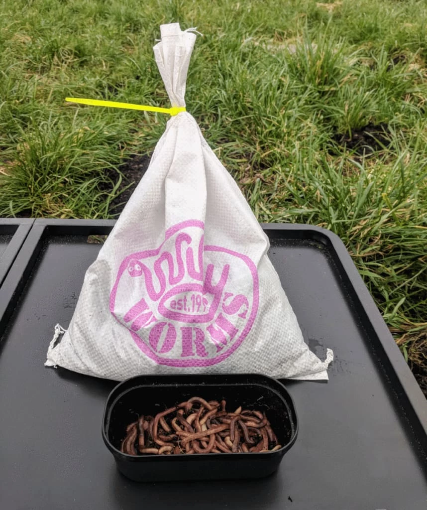 Brand new ๐ฅ Willy Worms Live Bait Large Dendrobaenas ๐ 6 Willy Worms Live Bait Large Dendrobaenas