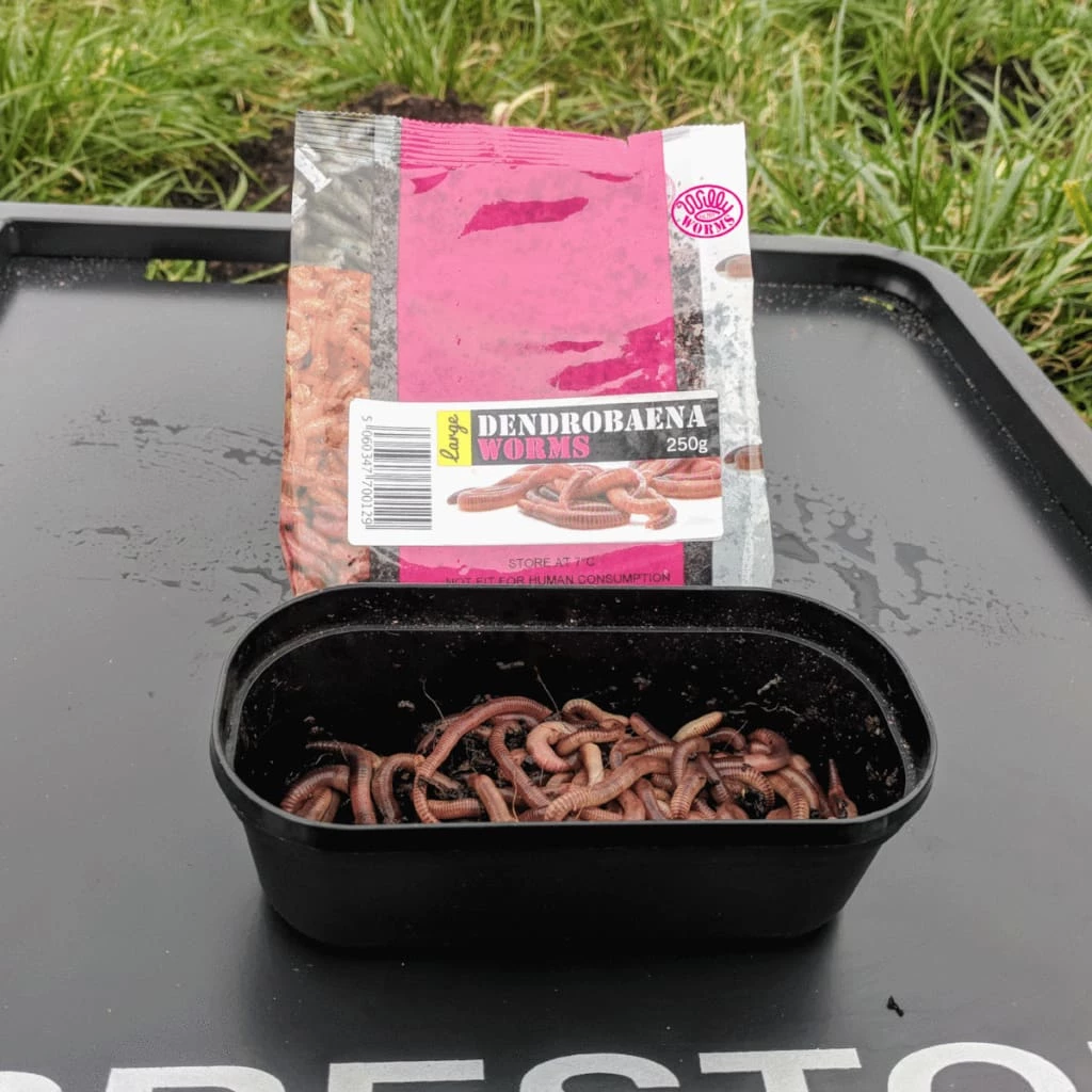 Brand new ๐ฅ Willy Worms Live Bait Large Dendrobaenas ๐ 4 Willy Worms Live Bait Large Dendrobaenas