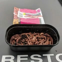 Willy Worms Live Bait Large Dendrobaenas