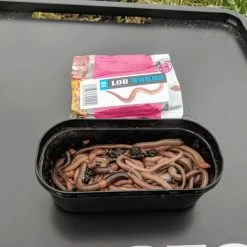 Willy Worms Live Bait Lob Worms