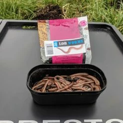 Promo ๐ Willy Worms Live Bait Lob Worms โจ 7 Willy Worms Live Bait Lob Worms