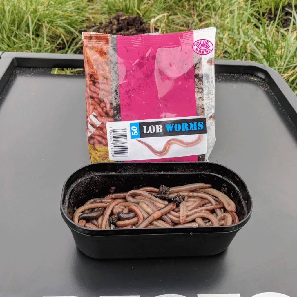 Promo ๐ Willy Worms Live Bait Lob Worms โจ 4 Willy Worms Live Bait Lob Worms