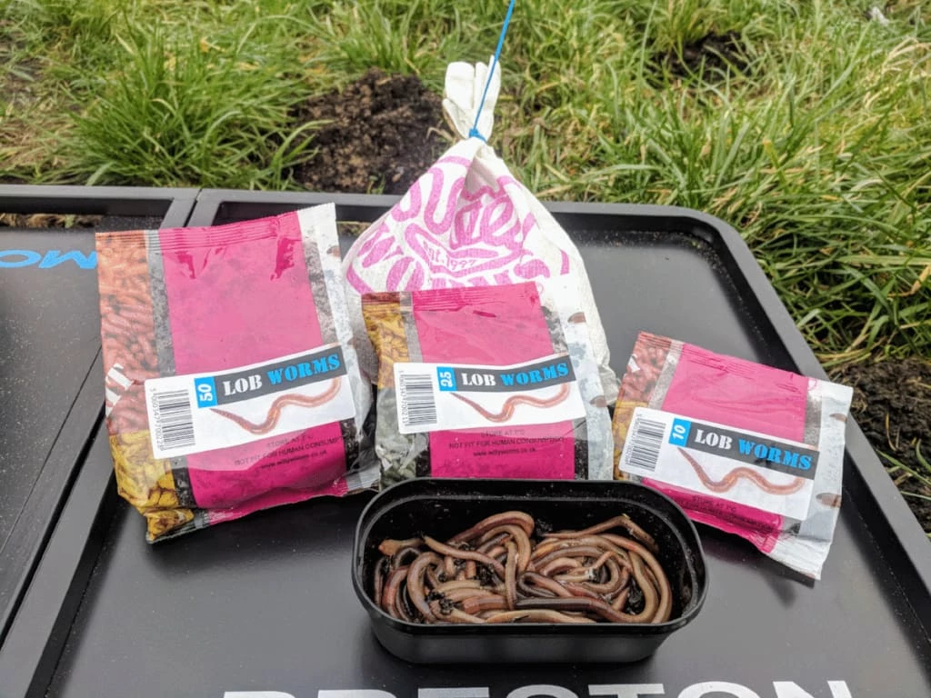 Promo ๐ Willy Worms Live Bait Lob Worms โจ 1 Willy Worms Live Bait Lob Worms