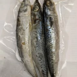 Willy Worms Mackerel Mini (3 Per Pack) Fishing Bait