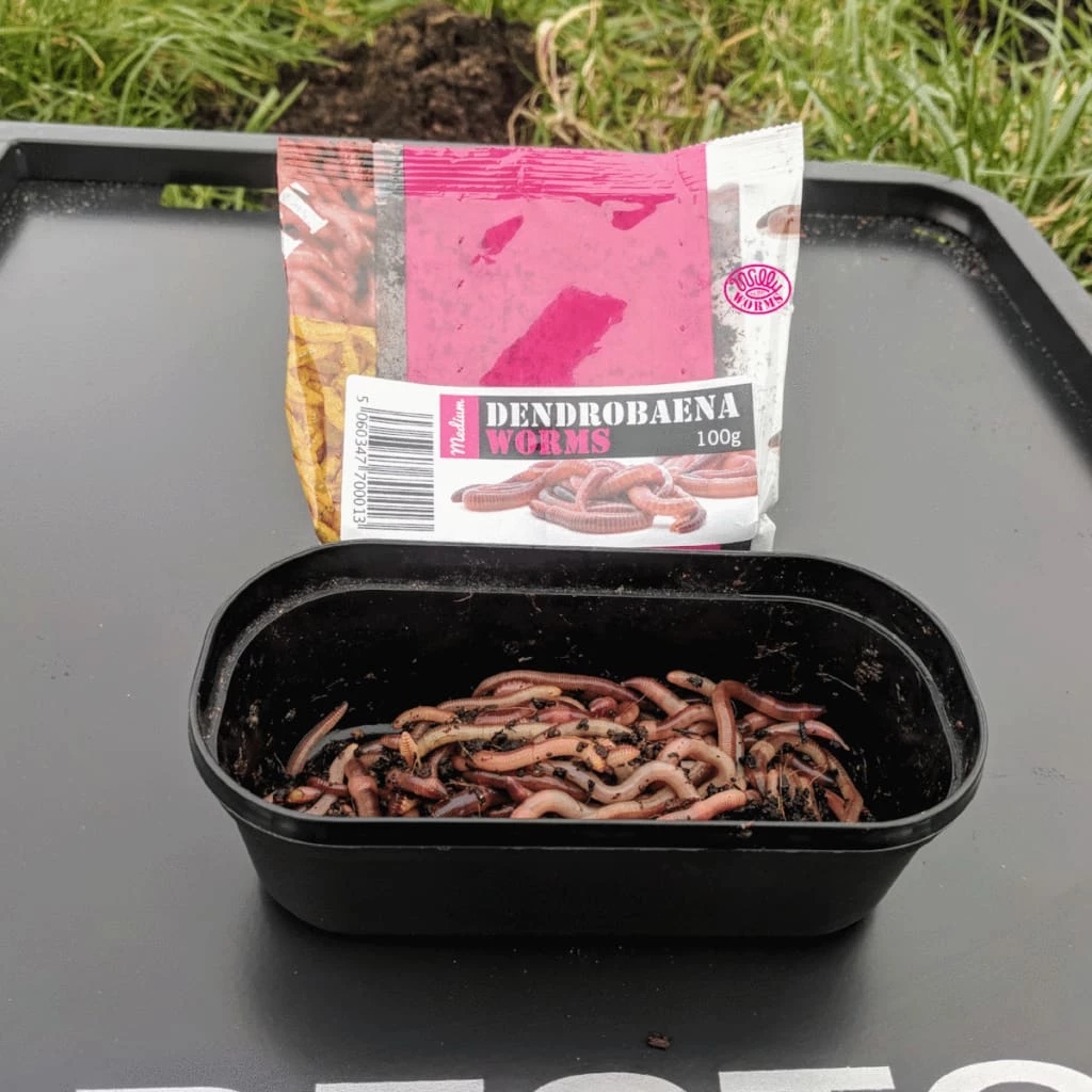 Promo ๐ Willy Worms Medium Dendrobaenas ๐คฉ 3 Willy Worms Medium Dendrobaenas