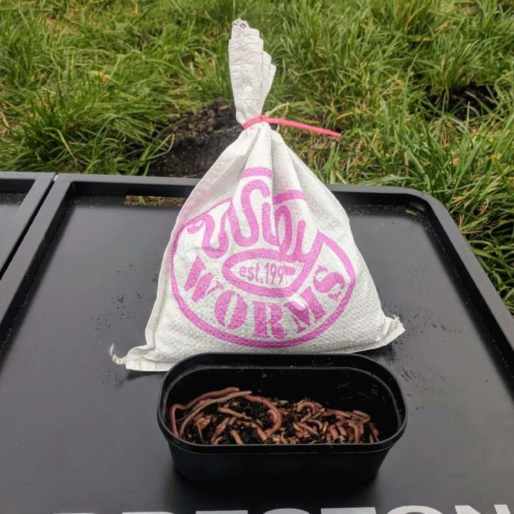 Promo ๐ Willy Worms Medium Dendrobaenas ๐คฉ 5 Willy Worms Medium Dendrobaenas