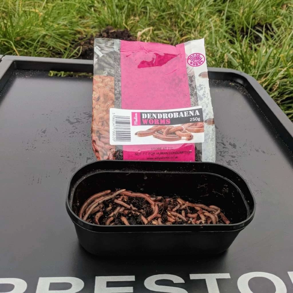 Promo ๐ Willy Worms Medium Dendrobaenas ๐คฉ 4 Willy Worms Medium Dendrobaenas