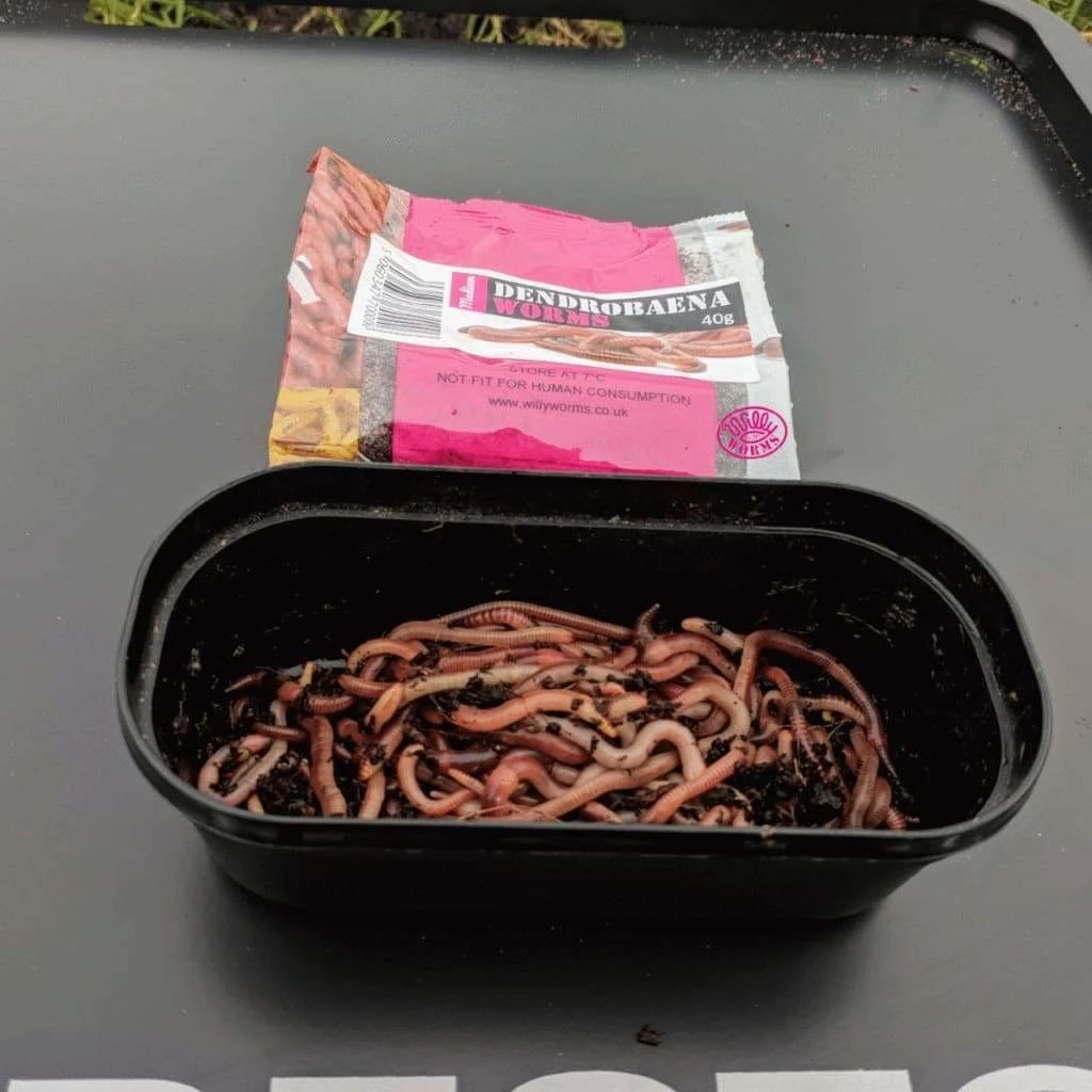 Promo ๐ Willy Worms Medium Dendrobaenas ๐คฉ 2 Willy Worms Medium Dendrobaenas