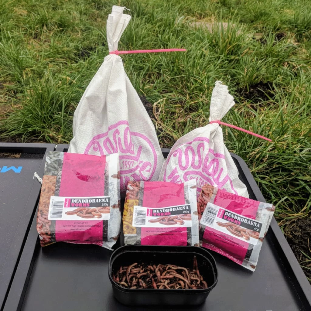 Promo ๐ Willy Worms Medium Dendrobaenas ๐คฉ 1 Willy Worms Medium Dendrobaenas