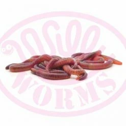 Promo ๐ Willy Worms Medium Dendrobaenas ๐คฉ 14 Willy Worms Medium Dendrobaenas