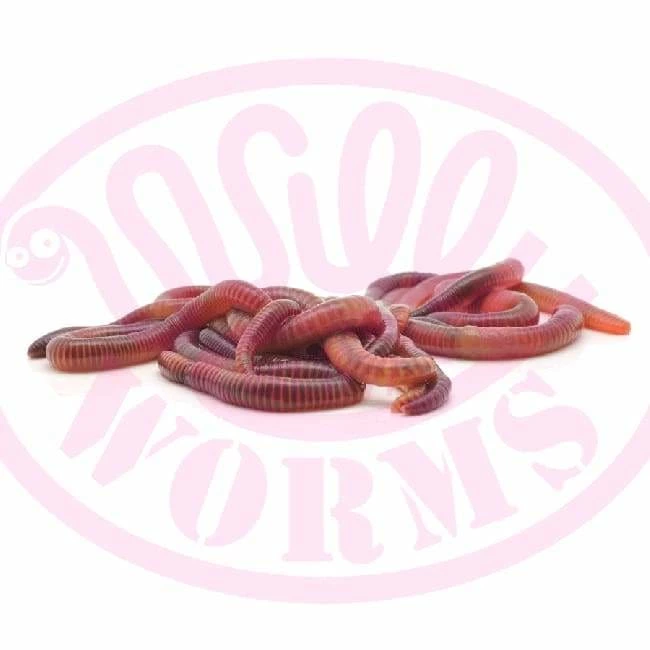 Promo ๐ Willy Worms Medium Dendrobaenas ๐คฉ 7 Willy Worms Medium Dendrobaenas