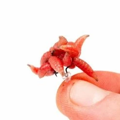 Carp & Barbel Nash Maggot Screw