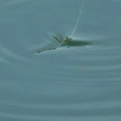 Preston F1 Pellet Floats