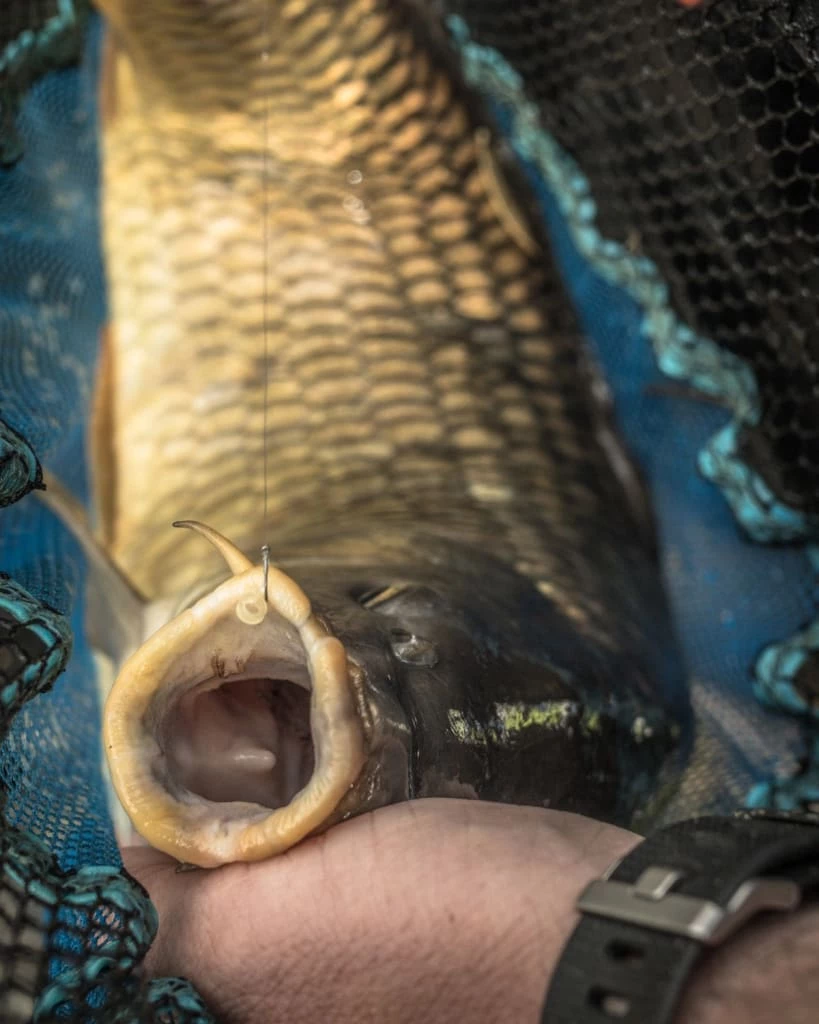 Buy ๐งจ Match & Coarse Preston Match Landing Nets โค๏ธ 3 Match & Coarse Preston Match Landing Nets