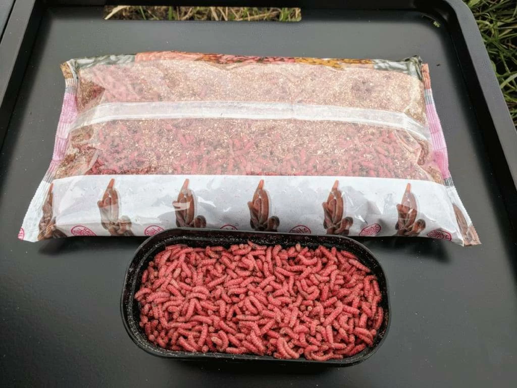 Best Pirce ⭐ Willy Worms Live Bait Red Maggots ⭐ 4 Willy Worms Live Bait Red Maggots