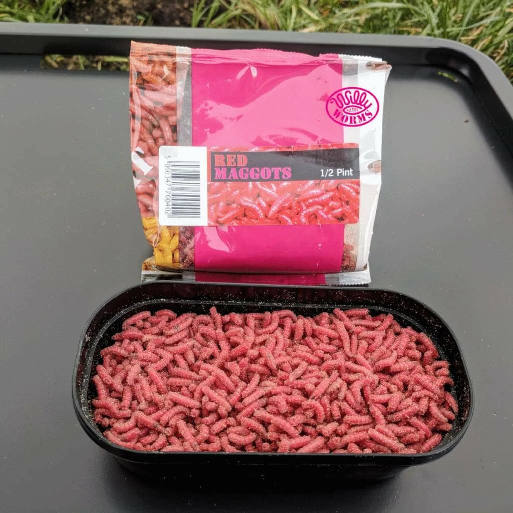 Best Pirce ⭐ Willy Worms Live Bait Red Maggots ⭐ 2 Willy Worms Live Bait Red Maggots