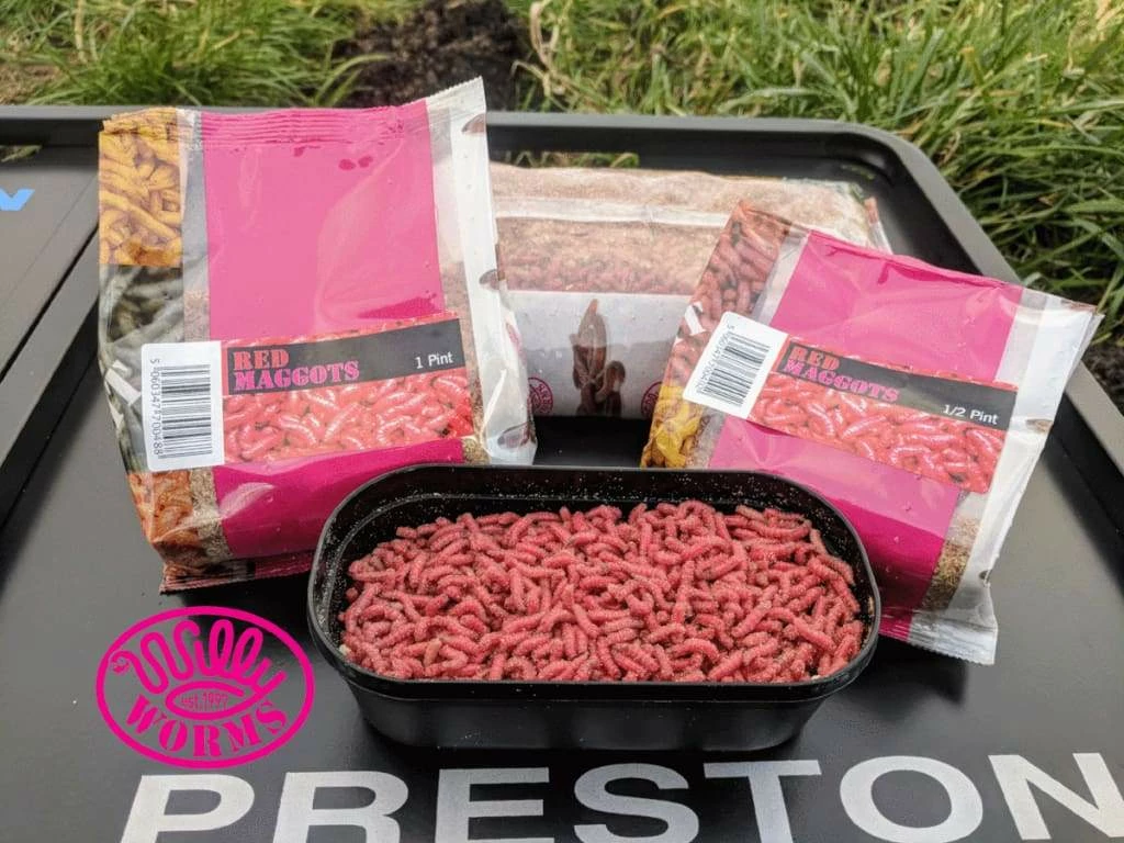 Best Pirce ⭐ Willy Worms Live Bait Red Maggots ⭐ 1 Willy Worms Live Bait Red Maggots