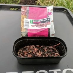 Flash Sale ๐ฅฐ Willy Worms Small Dendrobaenas ๐ฏ 8 Willy Worms Small Dendrobaenas