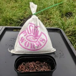 Flash Sale ๐ฅฐ Willy Worms Small Dendrobaenas ๐ฏ 9 Willy Worms Small Dendrobaenas