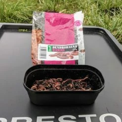 Flash Sale ๐ฅฐ Willy Worms Small Dendrobaenas ๐ฏ 11 Willy Worms Small Dendrobaenas