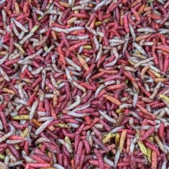 Willy Worms Stretched Dead Maggots Live Bait
