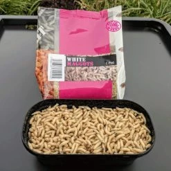 Discount ๐ Willy Worms Live Bait White Maggots ๐ฏ 6 Willy Worms Live Bait White Maggots