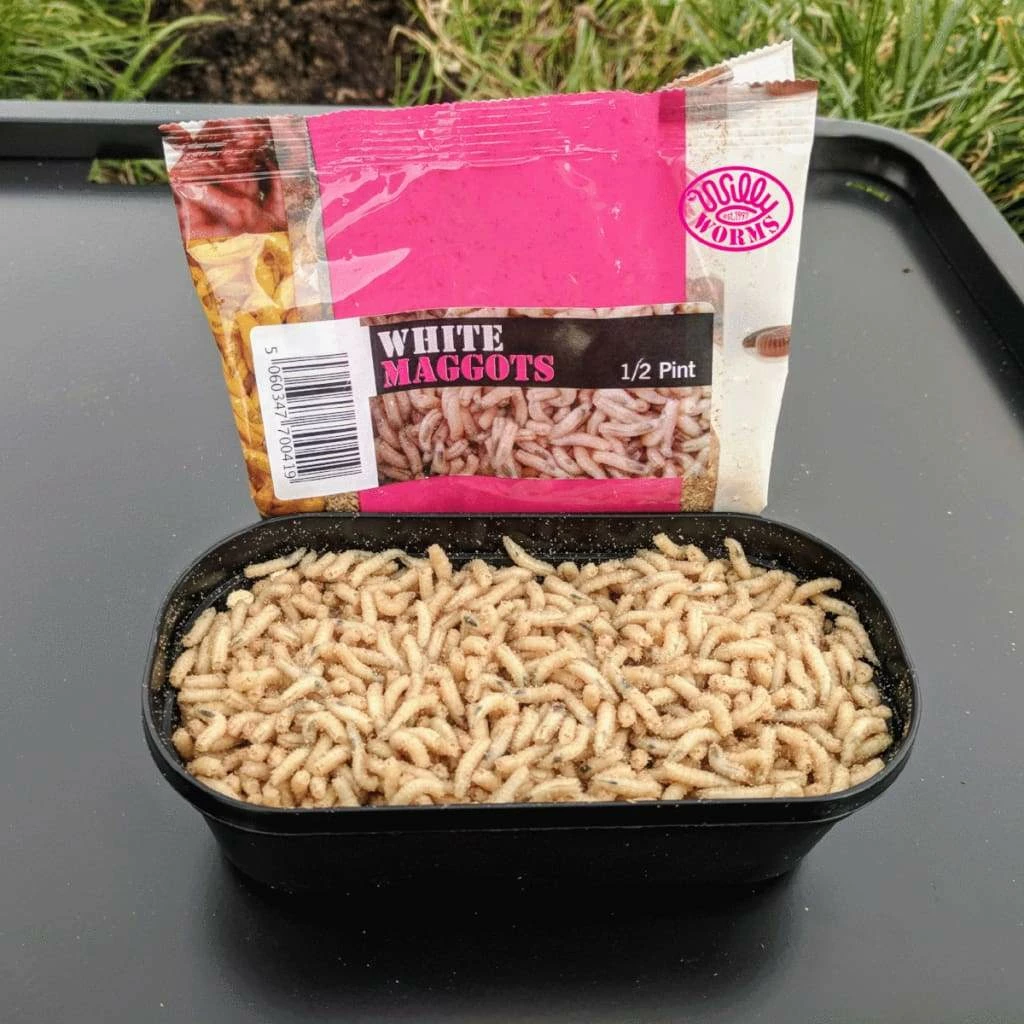 Discount ๐ Willy Worms Live Bait White Maggots ๐ฏ 2 Willy Worms Live Bait White Maggots