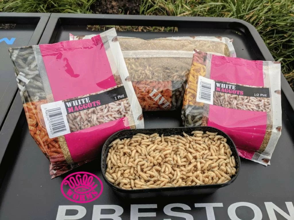 Discount ๐ Willy Worms Live Bait White Maggots ๐ฏ 1 Willy Worms Live Bait White Maggots