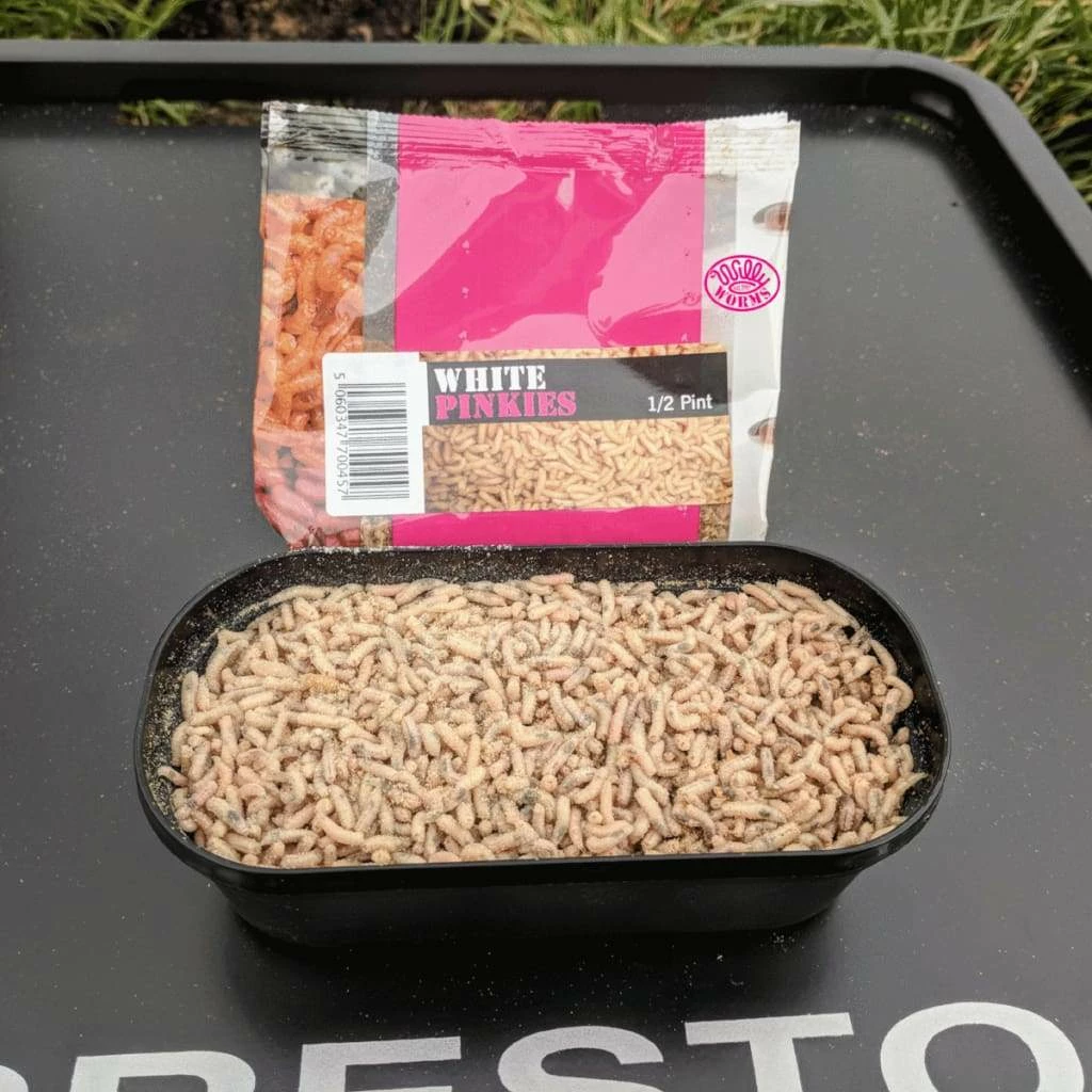 Cheap ๐ฅฐ Willy Worms Live Bait White Pinkies ๐ 2 Willy Worms Live Bait White Pinkies