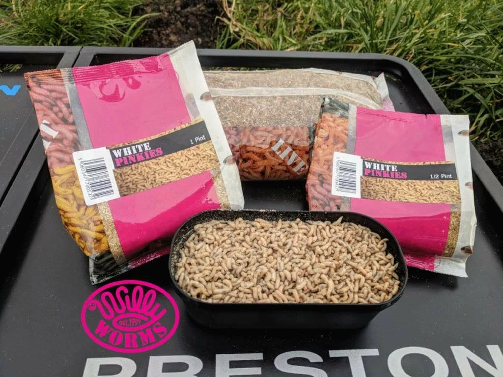 Cheap ๐ฅฐ Willy Worms Live Bait White Pinkies ๐ 1 Willy Worms Live Bait White Pinkies